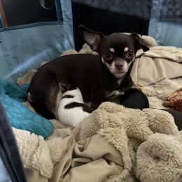 Bentley - Chihuahua