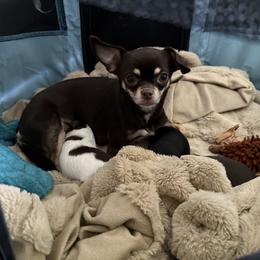 Bentley - Chihuahua