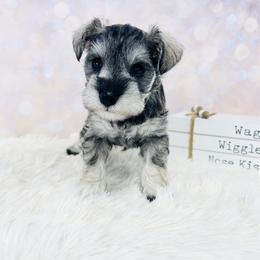 Silver Frost (yellow) - Salt and pepper female Miniature Schnauzer puppy in Springfield, Tennessee from My Lovable Schnauzers
