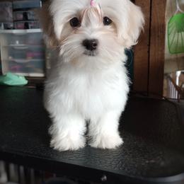 Companion Cross, Mal-Shi, Maltese, Maltipoo, Morkie, and Shih Tzu Puppies from Seeking Shalom Acres Maltese, Maltipoos & Havamalts