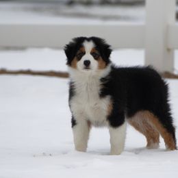 Australian Shepherd Puppies from Top Draft Genetics