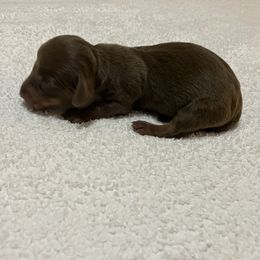 Hershey - Chocolate and tan male Dachshund puppy in Mocksville, North Carolina from The Dachs of Hazzard Dachshunds