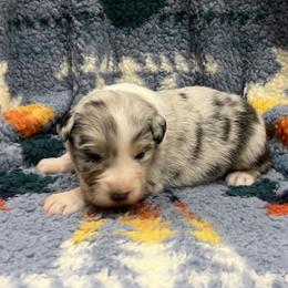 Ramie - Blue merle female Australian Shepherd puppy in Sedalia, Missouri from Affinity Aussies