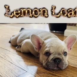 Lemon Loaf - Fawn and white female French Bulldog puppy in Edmonds, Washington from Matra French Bulldogs