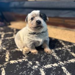 Paisley - Blue speckled female Australian Cattle Dog puppy in Cottage Grove, Oregon from Heirloom Ranch