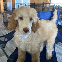 FREDA - Apricot female Poodle puppy in Charlo, Montana from Heavenly Hilltop Farm