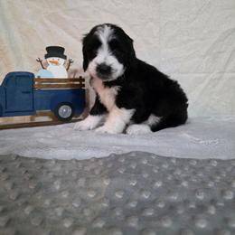 Champagne - Black and white female Sheepadoodle puppy in Weatherford, Texas from Oodles of poodles and doodles