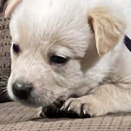 Boy 5 - Blue speckled Australian Cattle Dog puppy in Eudora, Kansas from Captain’s Creek Labradors & Australian Cattle Dogs