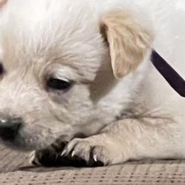 Boy 5 - Blue speckled Australian Cattle Dog puppy in Eudora, Kansas from Captain’s Creek Labradors & Australian Cattle Dogs