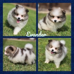 Evander - Orange sable male Pomeranian puppy in Anna, Texas from Fantasy Pomeranians & Fantasy Aussies