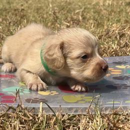 Tux - Green Collar - Cream male Dachshund puppy in Durant, Oklahoma from Rockin’ S Kennel