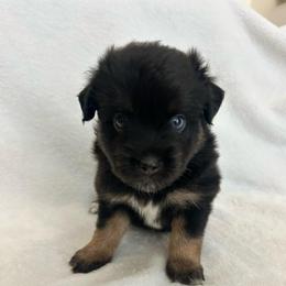 Llano - Black tri-color male Australian Shepherd puppy in Beach City, Texas from Salt N Sass Aussies