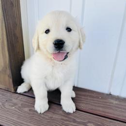 Boy 2 Clover - Light golden male Golden Retriever puppy in Angier, North Carolina from Howard's Retrievers