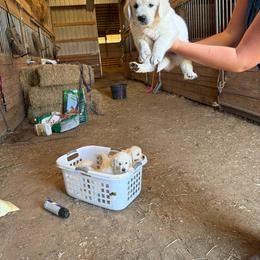 Jack - Light golden male Golden Retriever puppy in Wilmington, Ohio from Horner Newfoundlands and Golden Retrievers