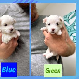 Maltese Puppies from Meyer Maltese Puppies - Deltona, FL