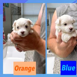 Maltese Puppies from Meyer Maltese Puppies - Deltona, FL