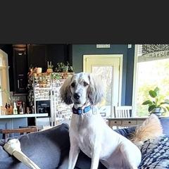 Saint Berdoodle All Grown Up from Lakeside Pups