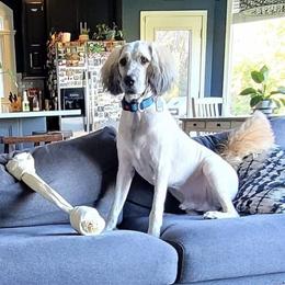 Saint Berdoodle All Grown Up from Lakeside Pups