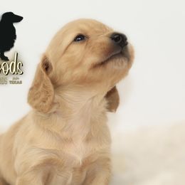 Dachshund Puppies from Piney Woods Miniature Dachshunds