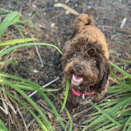 Daisy - Shihpoo