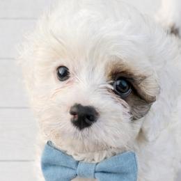 Cavapoos from Lesley Payne