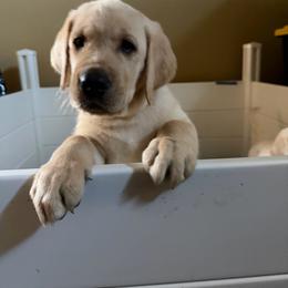 Summer - Yellow female Labrador Retriever puppy in Carmichael, California from Red Barn Family Labs