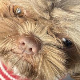 Shih Tzus from Sunrise shihtzu blossom
