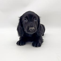 Cosmo (solid black) - Black male Dachshund puppy in Waddell, Arizona from Neu Doxies