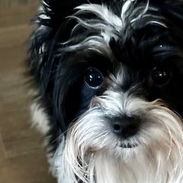 Yorkshire Terriers from MXD Yorkies
