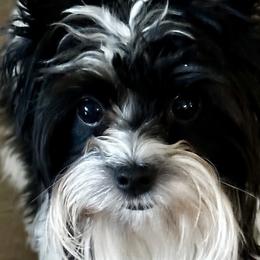 Yorkshire Terriers from MXD Yorkies