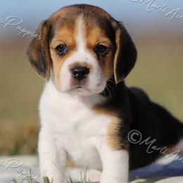 AKC 'Ricky' - Black tan and white male Beagle puppy in Lamar, Missouri from Marti Acres ~ Boston Terrier & Beagles