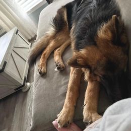 German Shepherd All Grown Up from Jessica's German Shepherds