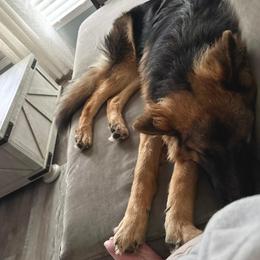 German Shepherd All Grown Up from Jessica's German Shepherds