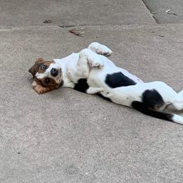 Basset Hound All Grown Up from Lakeside Basset Hounds, Missouri
