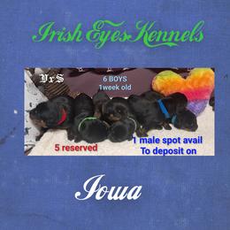 Boy 5 - Black and mahogany male Rottweiler puppy in De Witt, Iowa from Irish Eyes Kennels