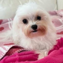 Pandora - Maltese
