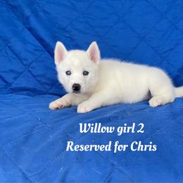 Girl 2 - White female Siberian Husky puppy in Ocala, Florida from Florida Husky Puppies