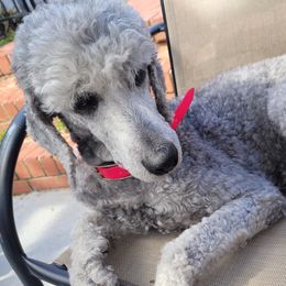 Poodles from Pruitt Family Kennels