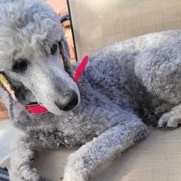 Poodles from Pruitt Family Kennels