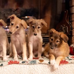 Silken Windhound Puppies from Redshift Silken Windhounds