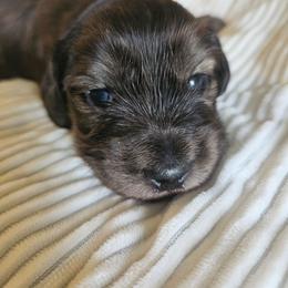 Boy 1 - Brindle male Dachshund puppy in Lebanon, Oregon from Willow Moons Dachshunds
