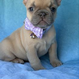 Oriana - Black female French Bulldog puppy in Hemet, California from Bowman Pups