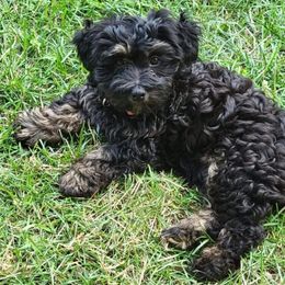 Bernedoodle and Goldendoodle All Grown Up from Mountainside Doodles, LLC