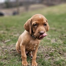 Vizsla Puppies from Driftless Vizslas