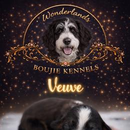 Veuve - Sable female Bernedoodle puppy in Youngstown, Florida from Wonderland’s Boujie Kennels