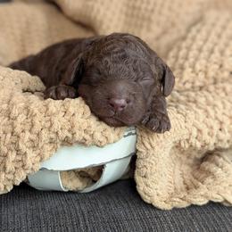 Birdie - Brown female Poodle puppy in Prattville, Alabama from Jericho Junction Doodles and Poodles