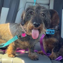 Emmylou - Dachshund