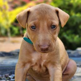 Zeus - Chestnut male Pharaoh Hound puppy in Snohomish, Washington from ACE Pharaoh Hounds
