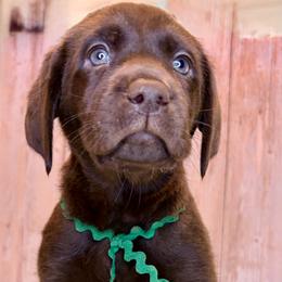 Green Collar Chocolate Female - Chocolate female Labrador Retriever puppy in Gainesville, Georgia from Rucker Retrievers