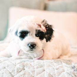 Peanut - female Goldendoodle puppy in Lima, Ohio from Hommel’s Mini Darling Doodles